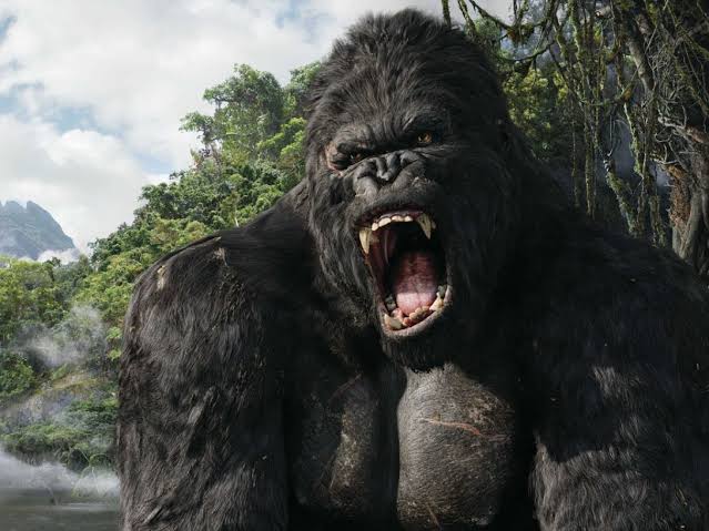 MACACOS MAIS FODAS